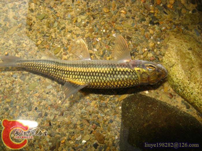 IMG_1849粗须铲颌鱼Varicorhinus（Scaphesthe) barbatus (Lin).jpg
