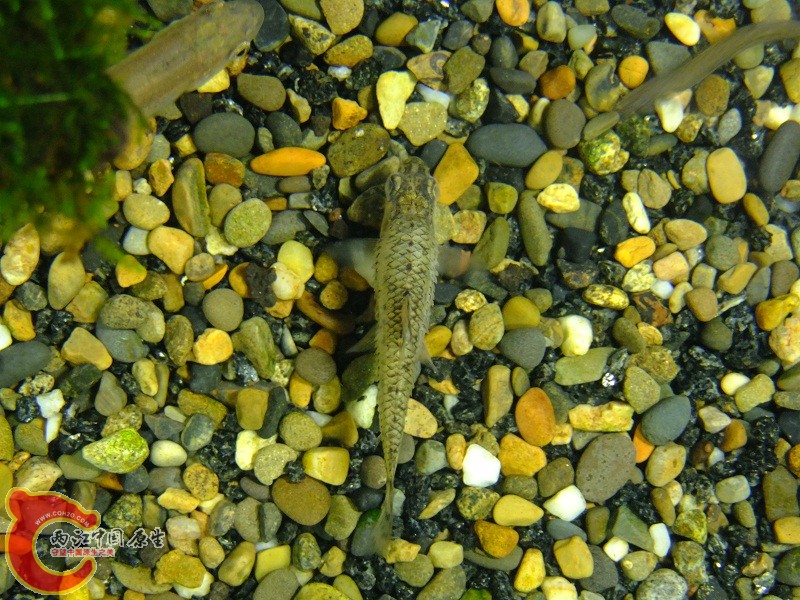 DSCF8222.jpg