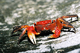 T1lTl2XnXXXXahrdM9_073109.jpg_160x160.jpg
