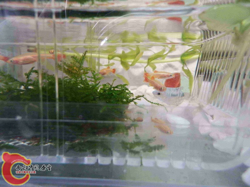 P4300012_副本.jpg