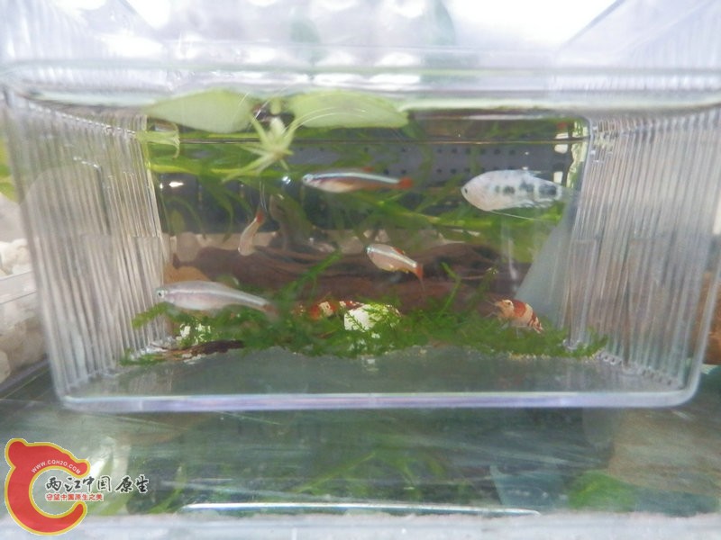 P4300010_副本.JPG