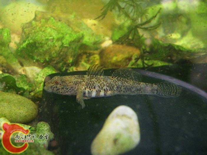 DSCN4108.jpg