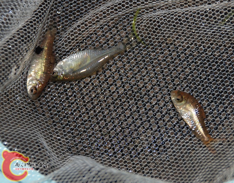 DSC_0431.JPG