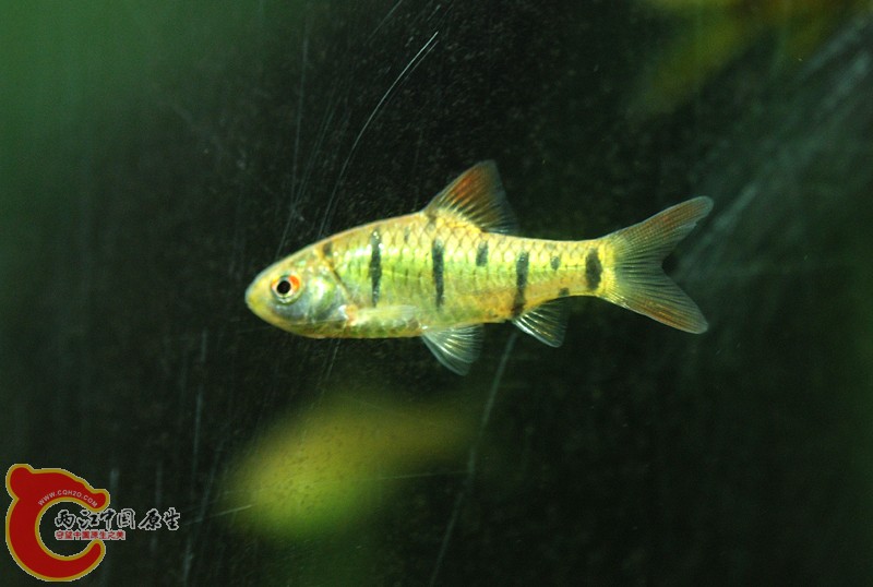 DSC_0442.JPG