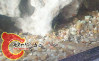YH2.jpg