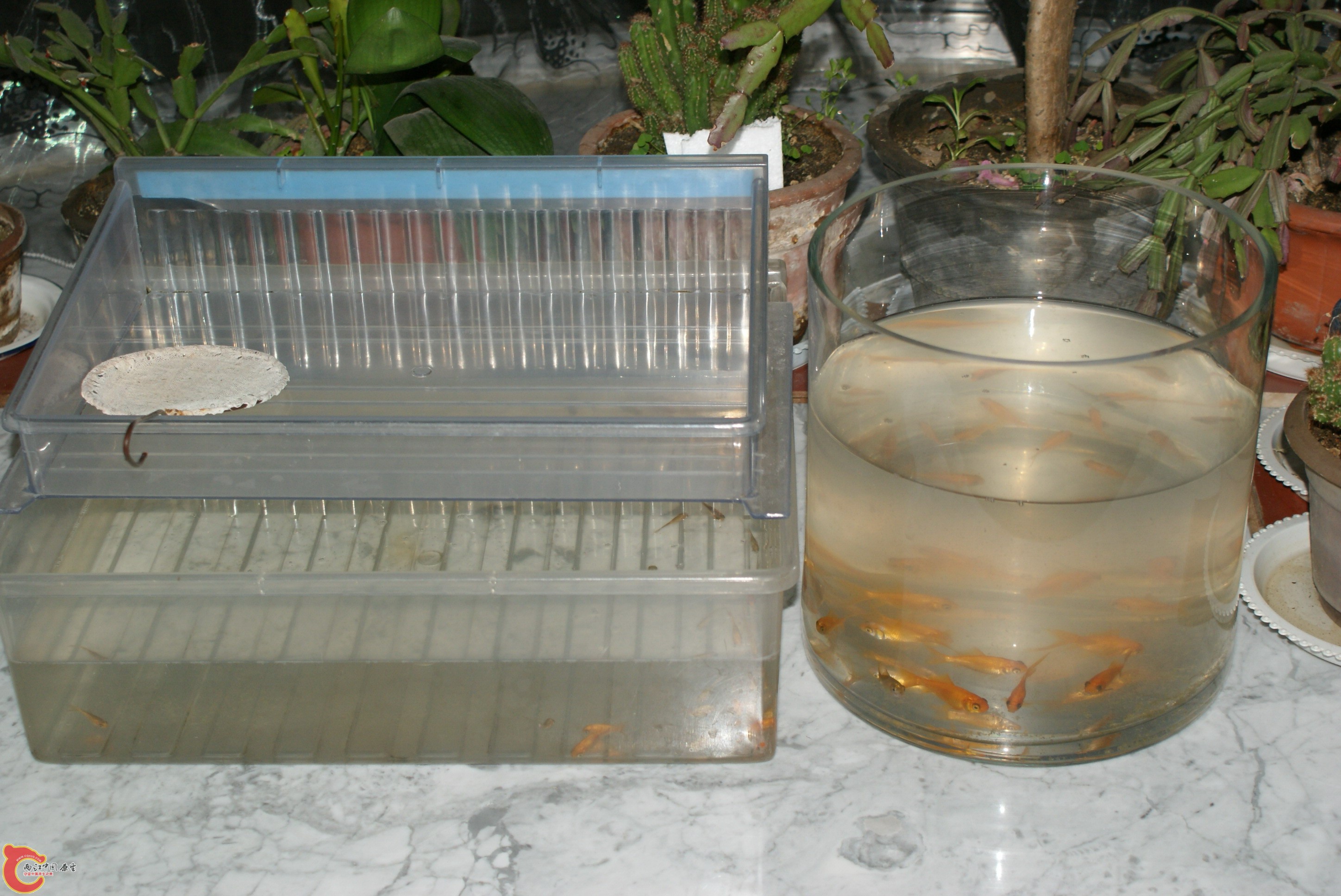 DSC04795.JPG