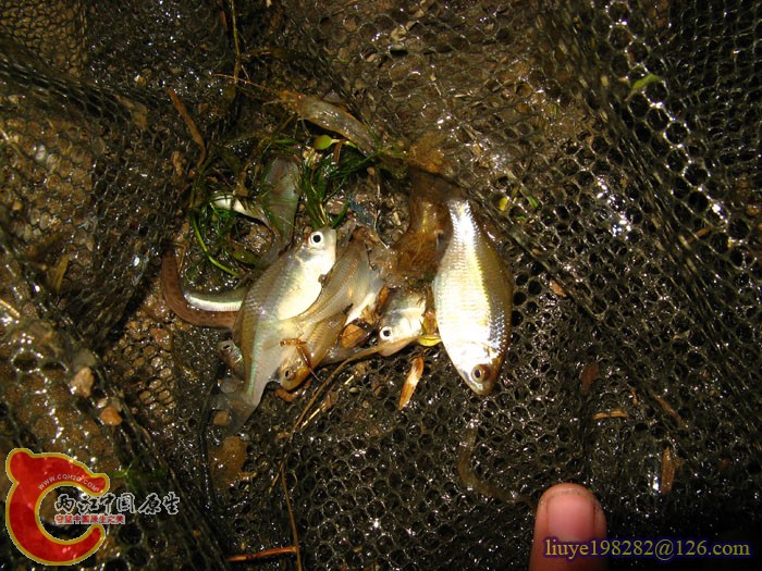 IMG (1382).jpg