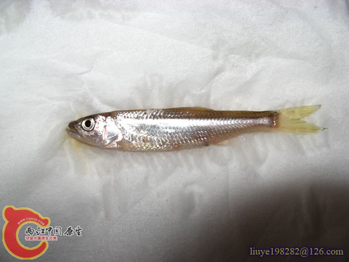 IMG (1390).jpg