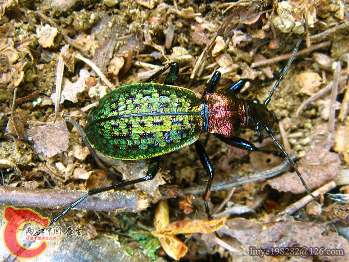 IMG (1440).jpg