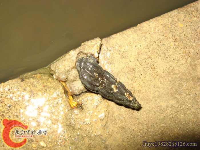 IMG (1534).jpg