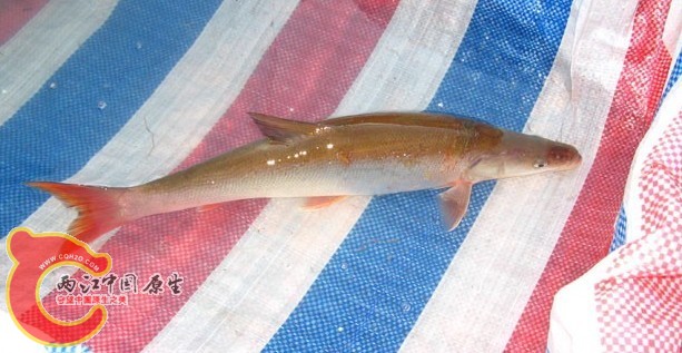 Luciobrama macrocephalus（鯮）.jpg
