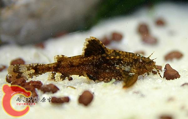 Erethistes jerdoni（杰氏骨鮡）.jpg