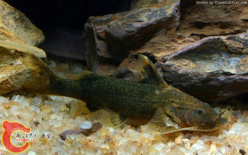 Glyptothorax fokiensis（福建纹胸鮡）.jpg