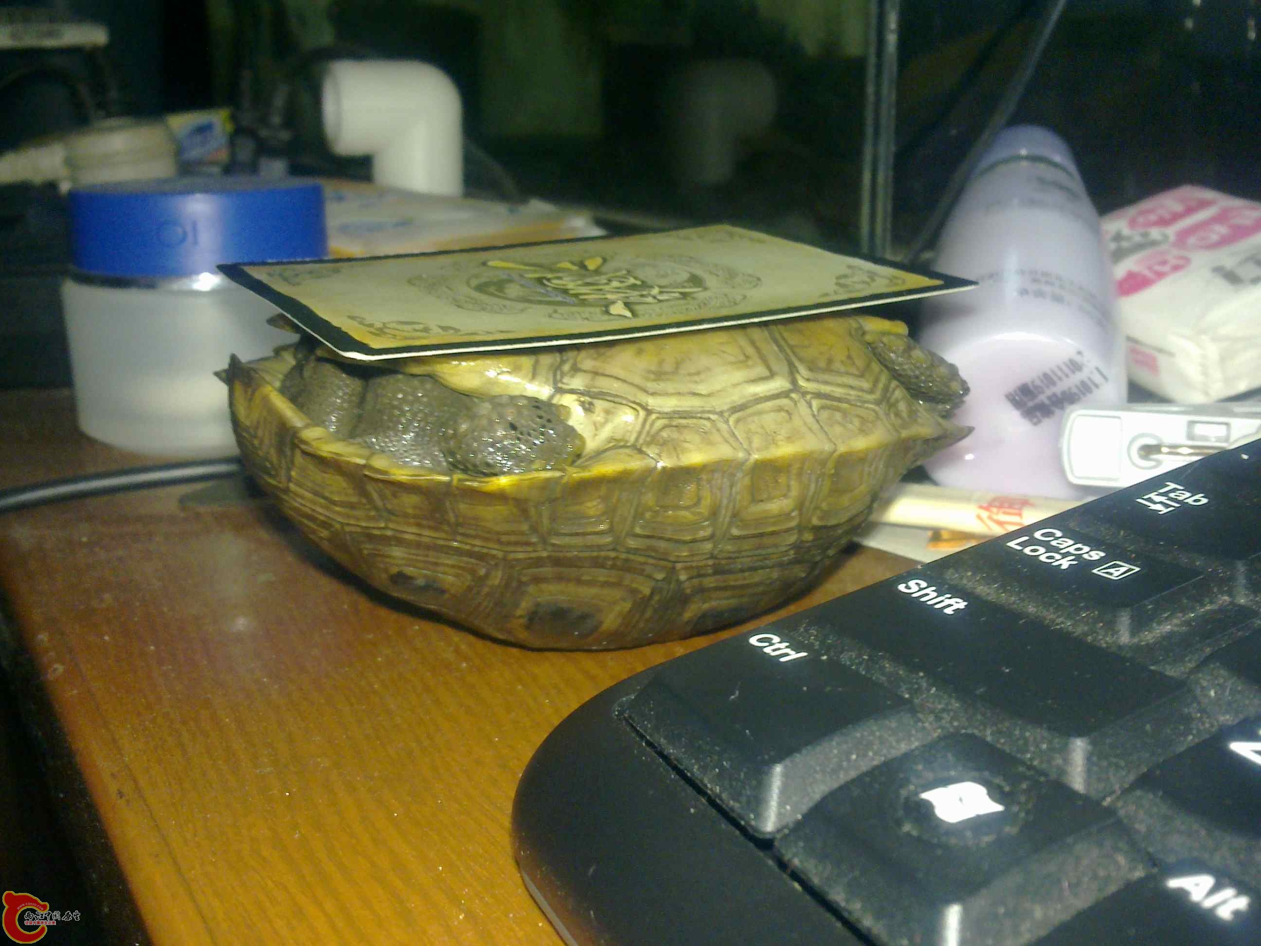 20110419485.jpg