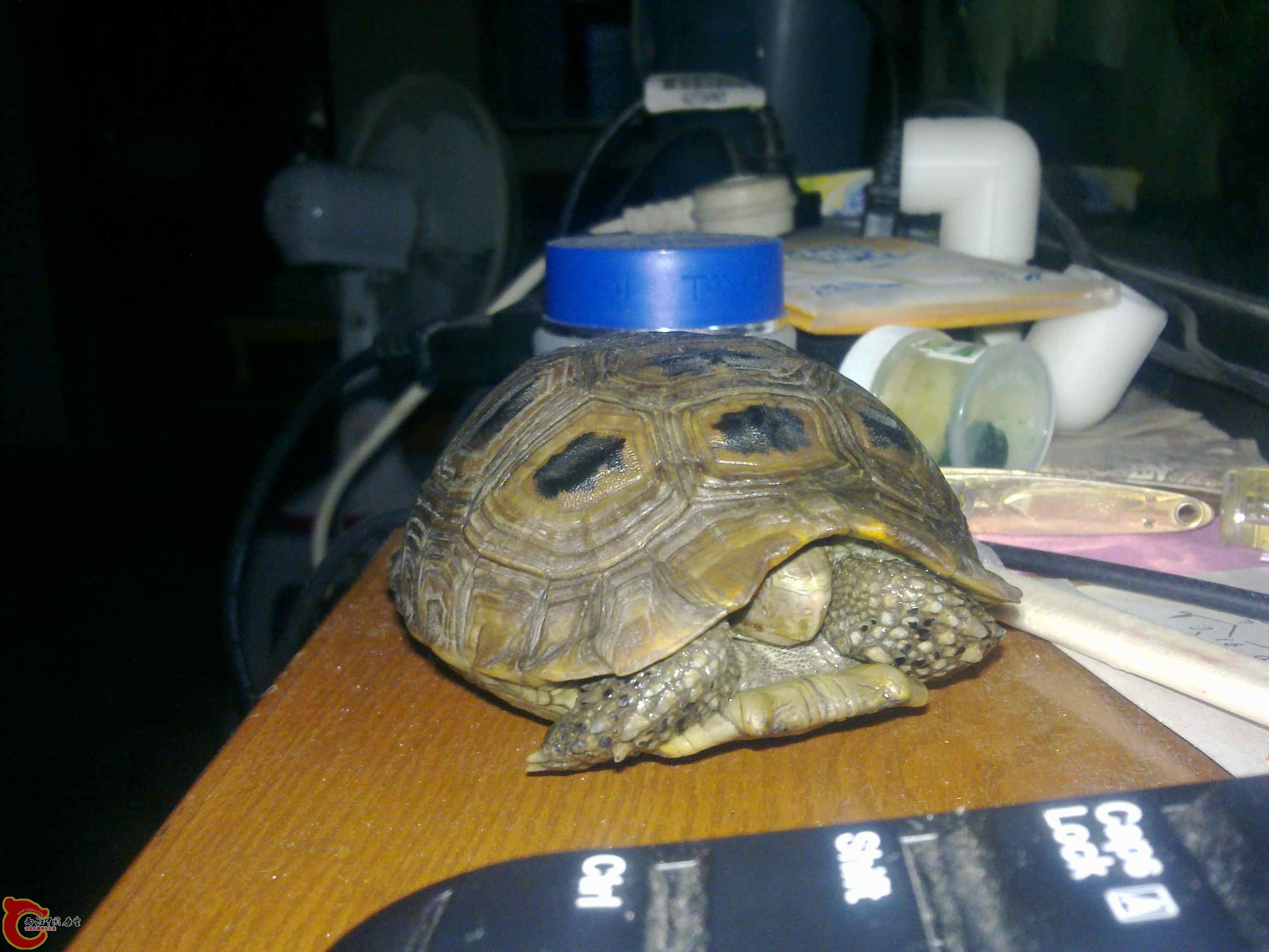20110419486.jpg