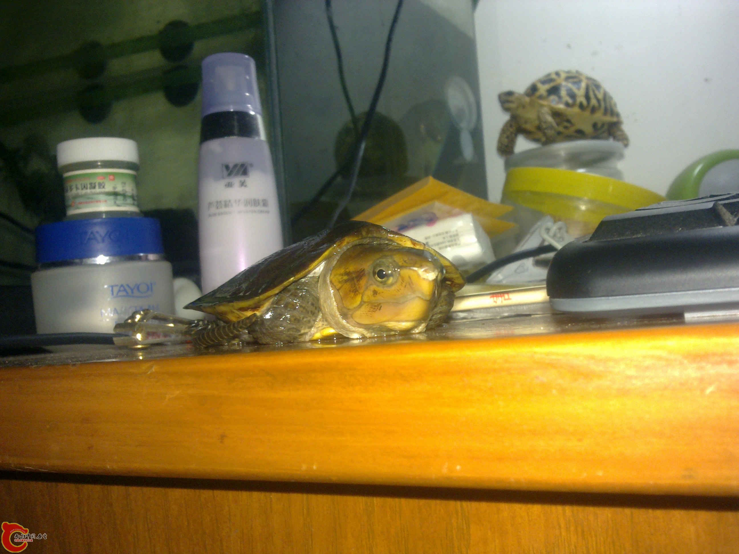 20110505541.jpg