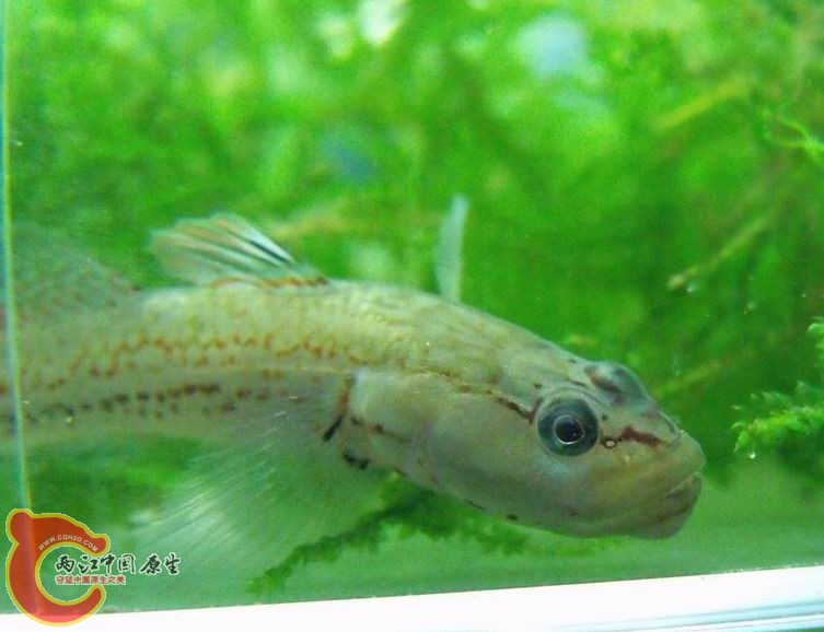 这不是我的错吧。。。爱情难道可以勉强吗？