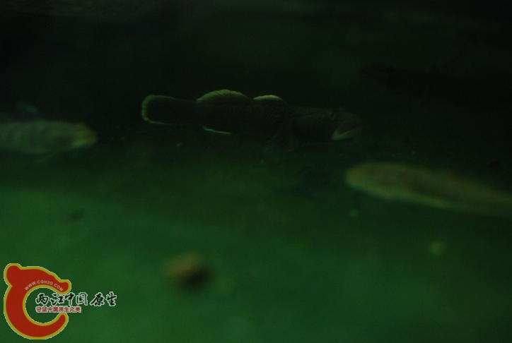 开玩笑说这东西还有点黄骑士的味道