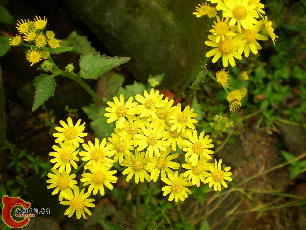DSCN3100.jpg
