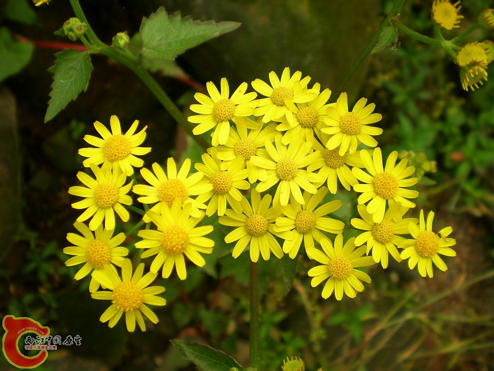 DSCN3101.jpg