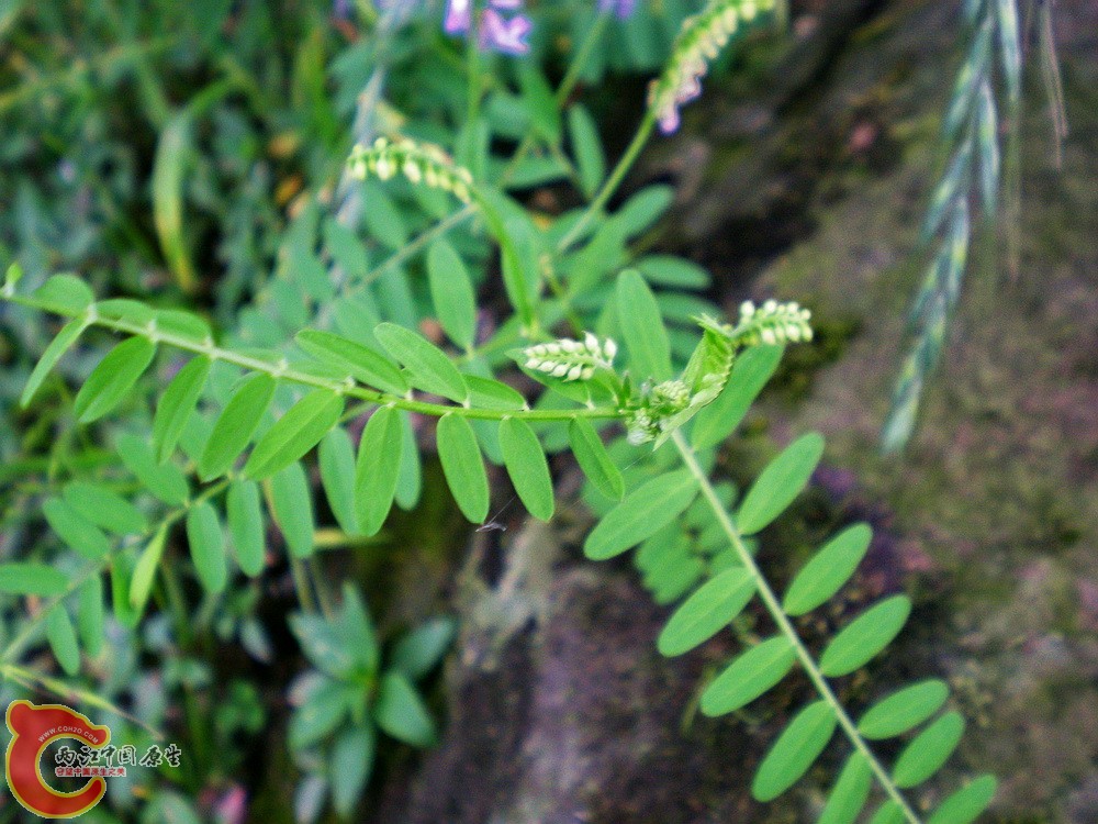 DSCN3106.jpg