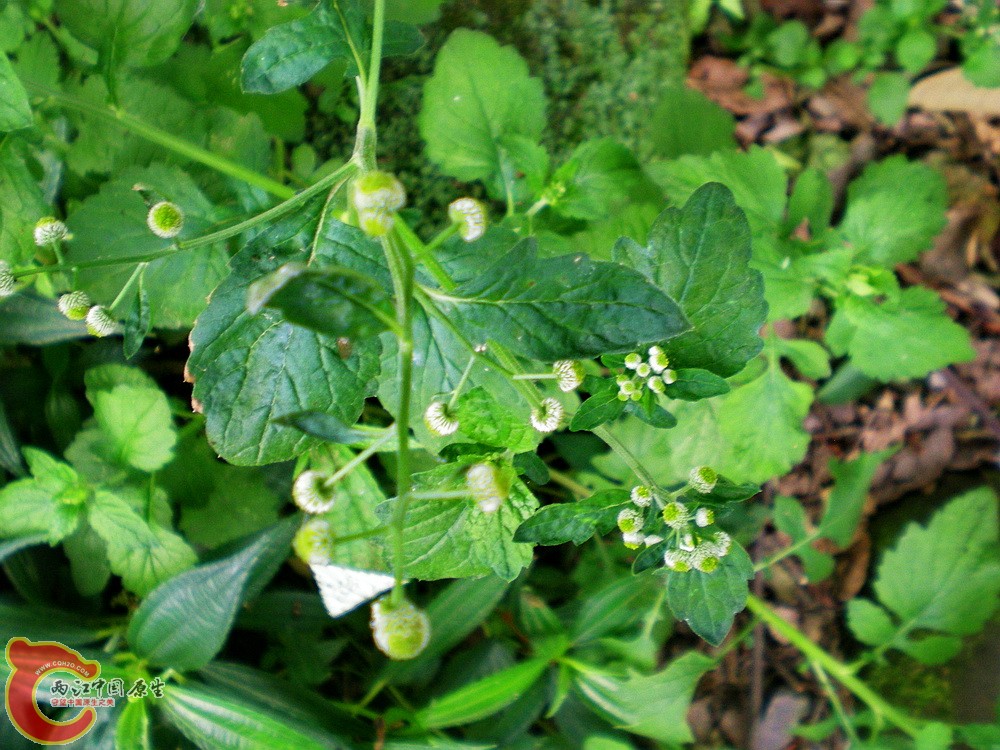 DSCN3125.jpg