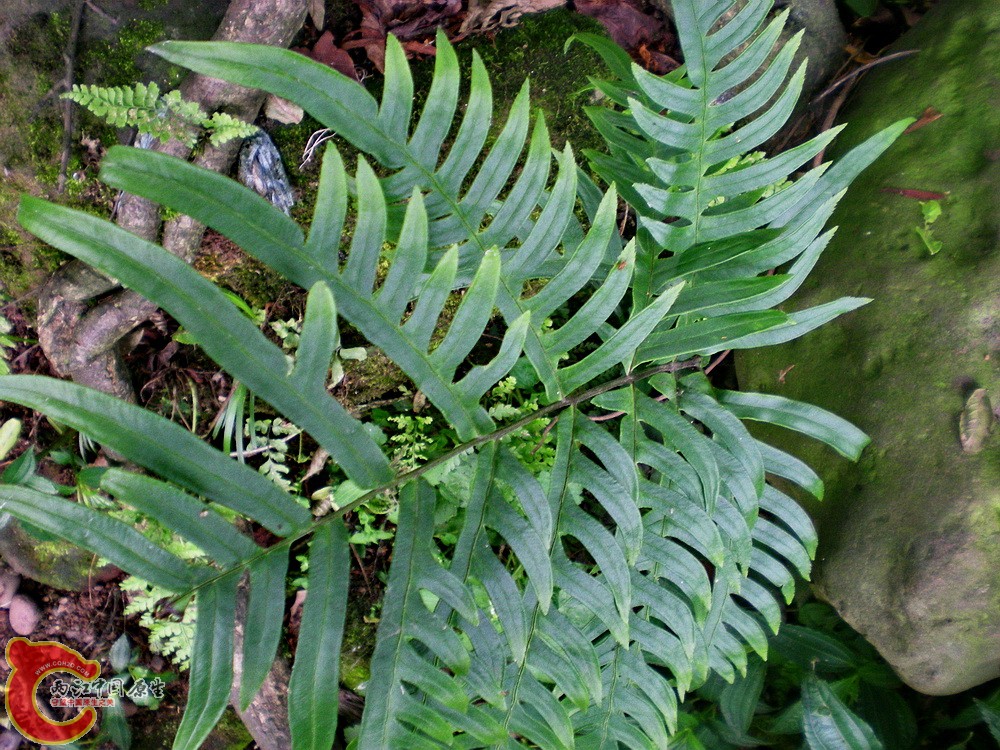 DSCN3127.jpg
