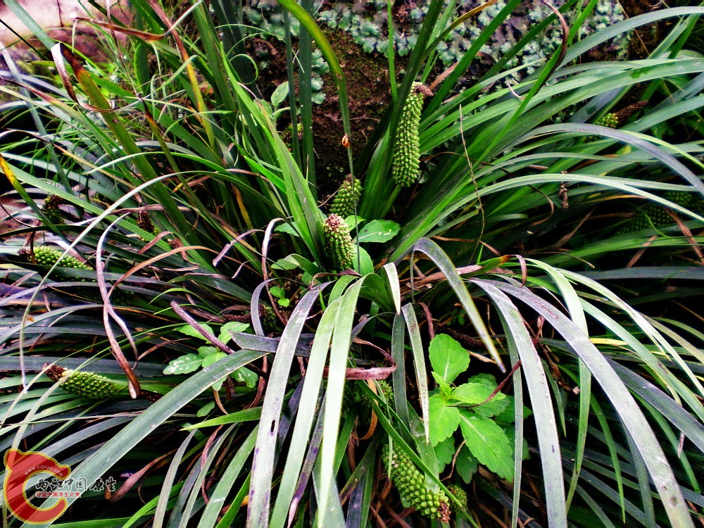 DSCN3148.jpg