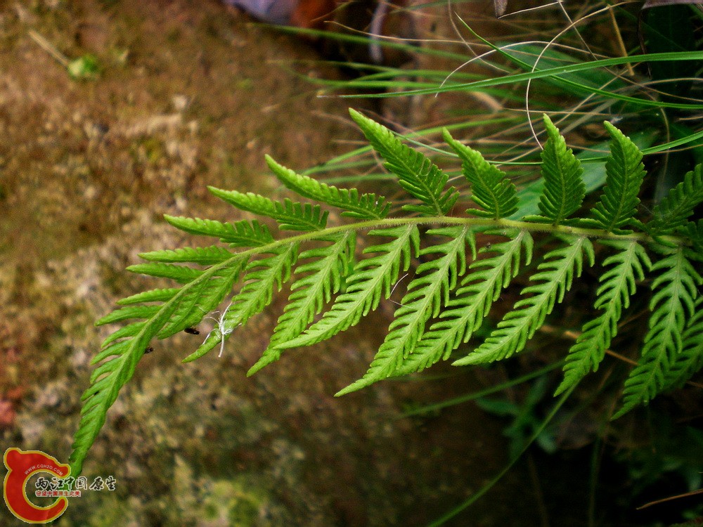 DSCN3152.jpg
