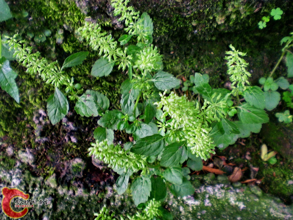 DSCN3157.jpg