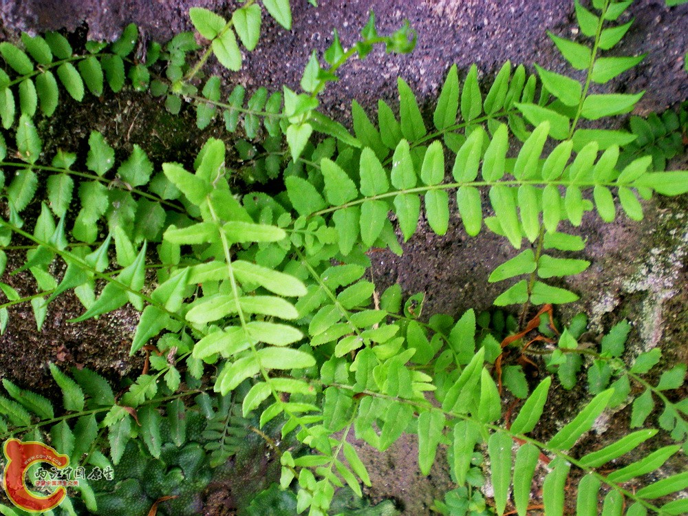 DSCN3158.jpg