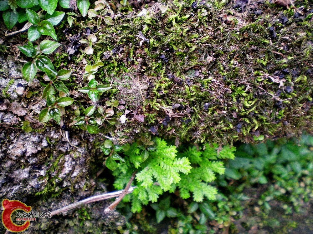 DSCN3165.jpg