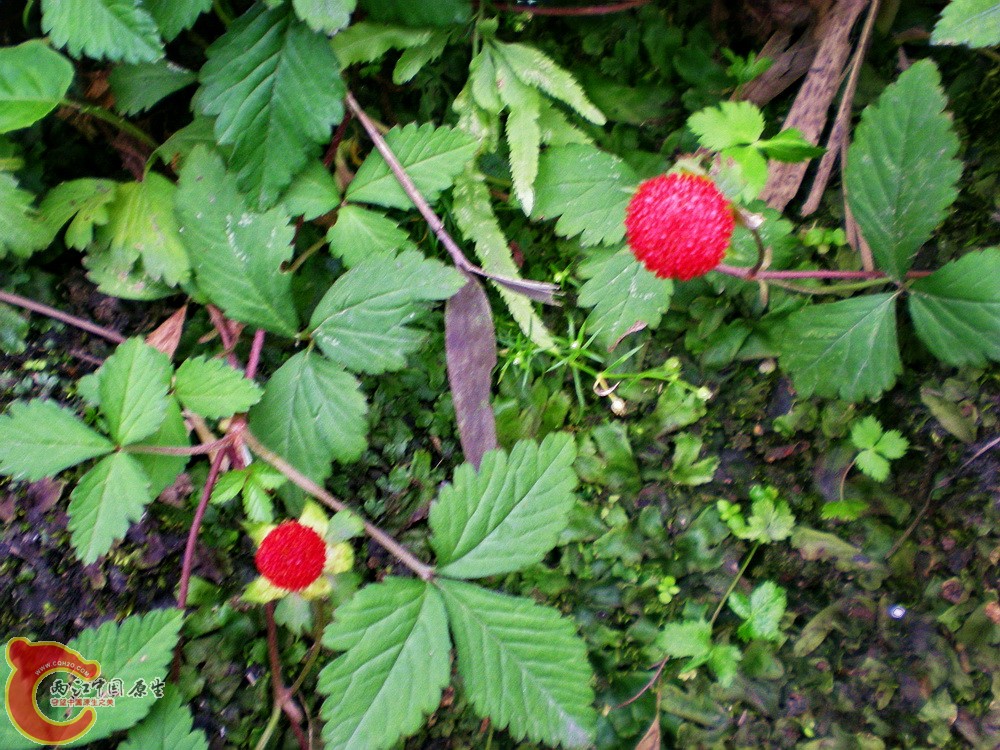 DSCN3168.jpg