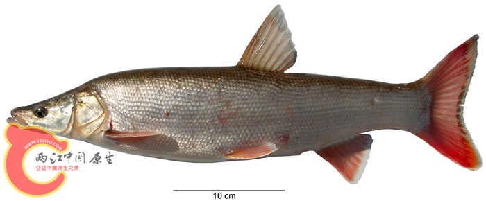 Pse_leptocephalus_ANSP185140_06-02_6672Ls.jpg