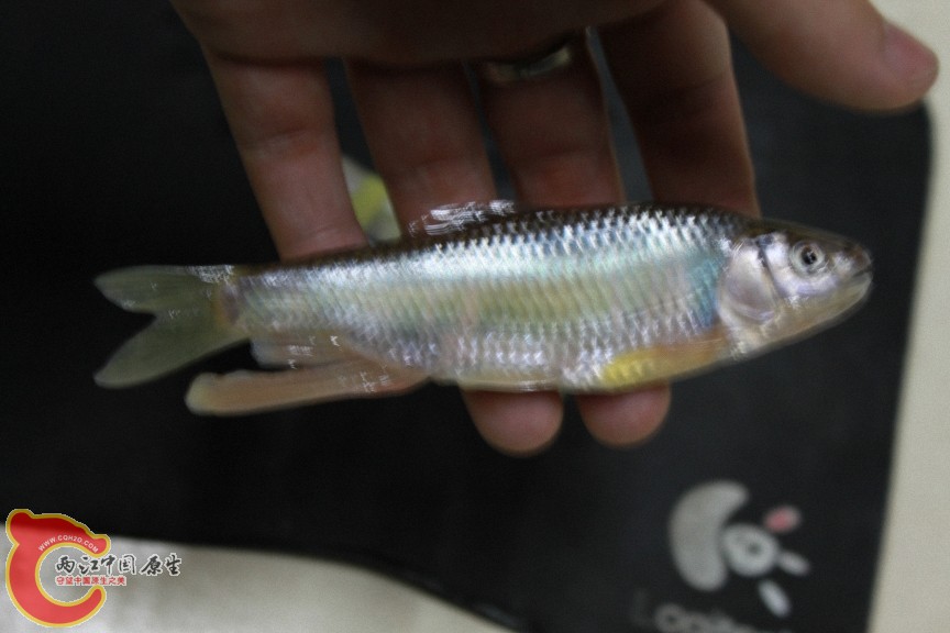 马口鱼，可惜昨晚回来不一会儿就挂了