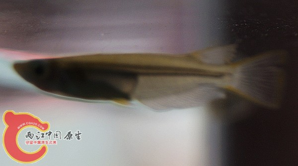 DSC00802.jpg