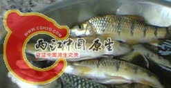 鱼