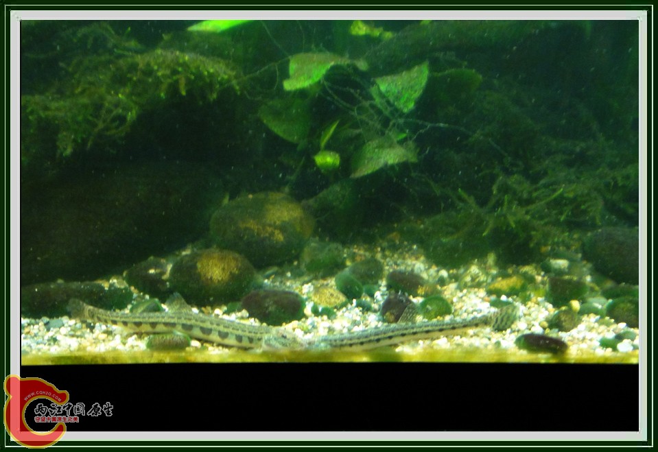 花鳅DSC00041.jpg