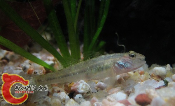 不知道是什么虾虎，长大了会有好看的颜色么？