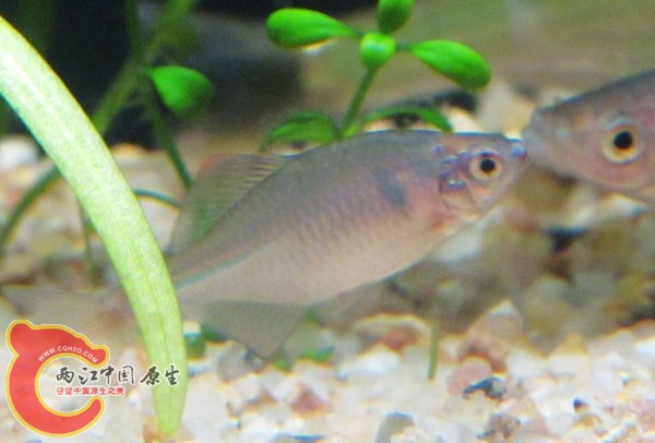 这种是高体么？