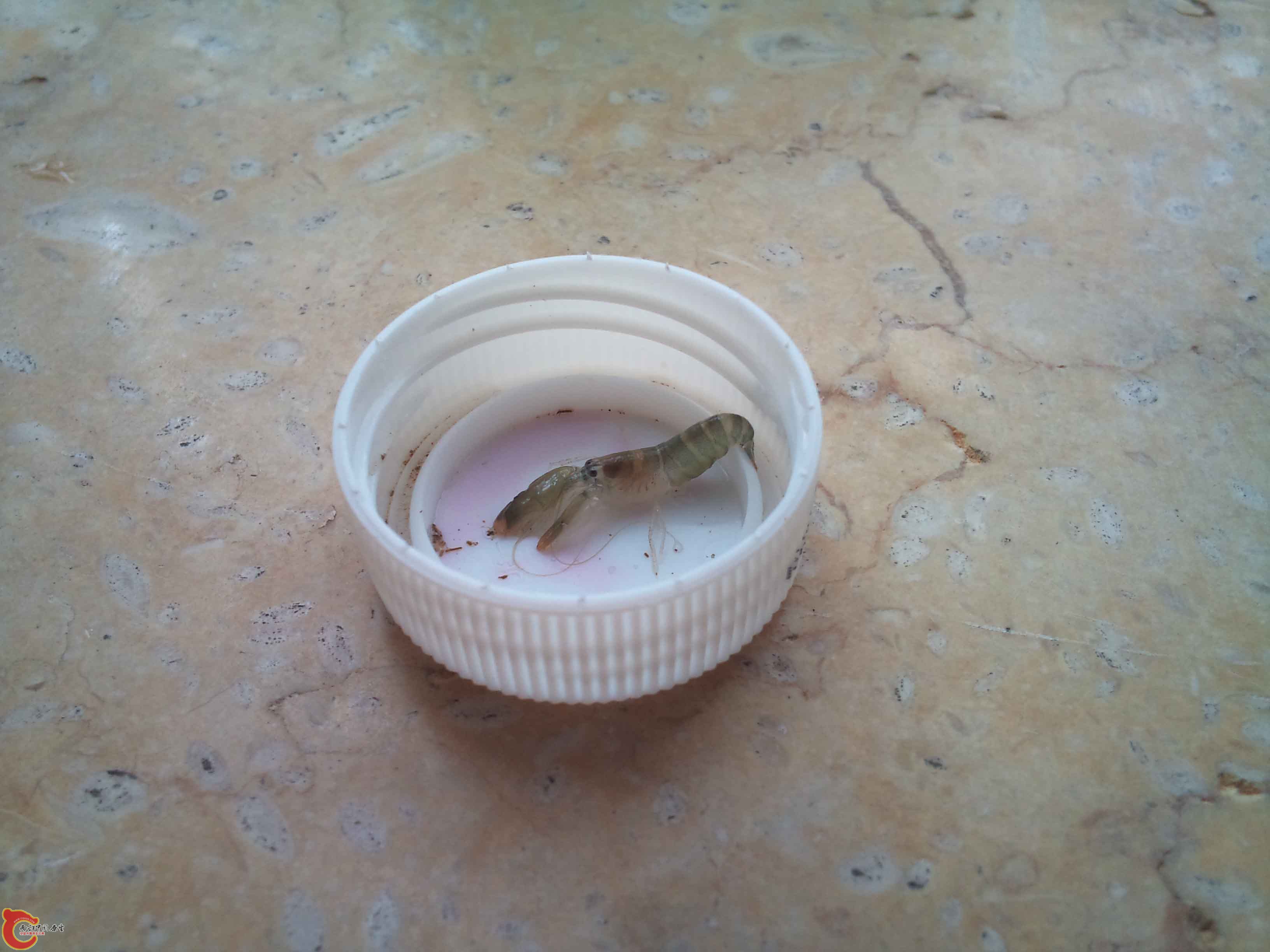 虾4.jpg