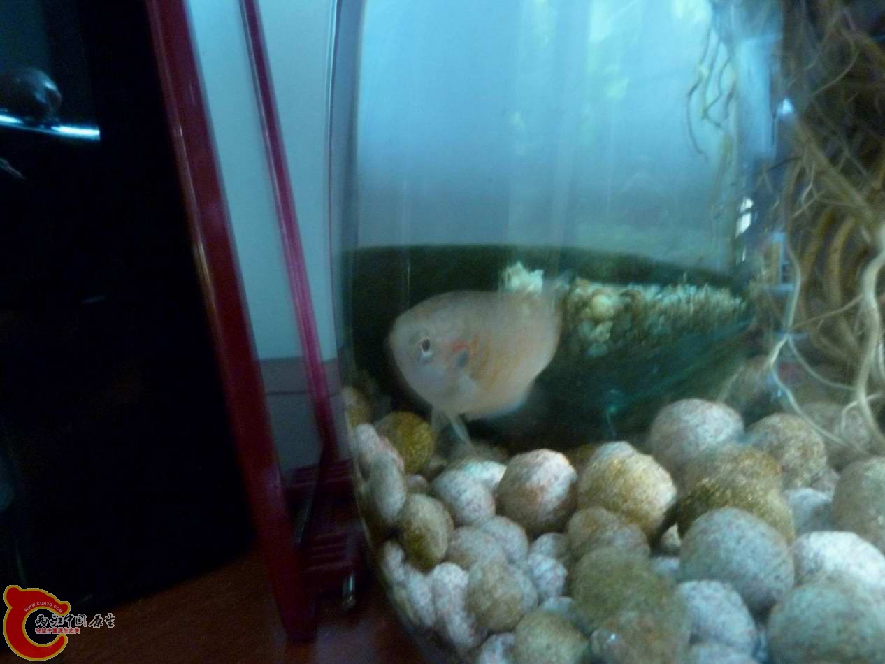 调整大小 调整大小 P1030027.JPG