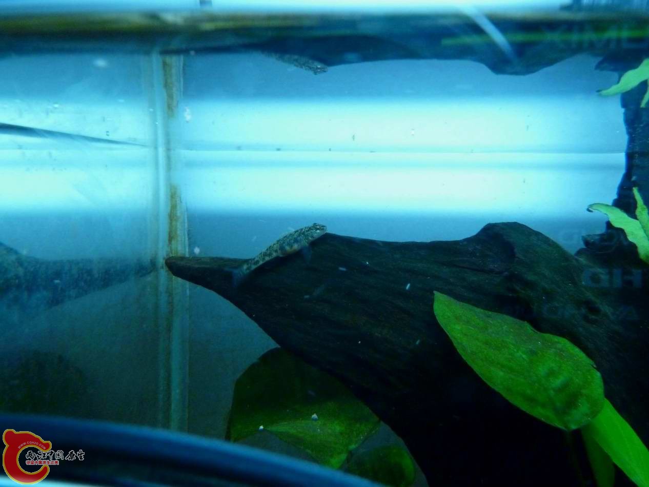 调整大小 调整大小 P1030035.JPG