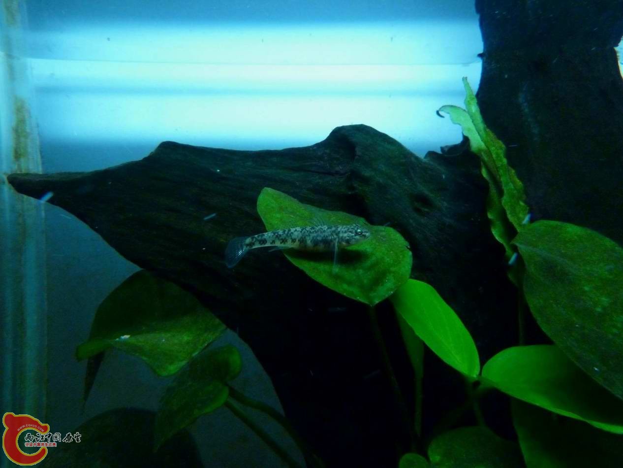 调整大小 调整大小 P1030043.JPG