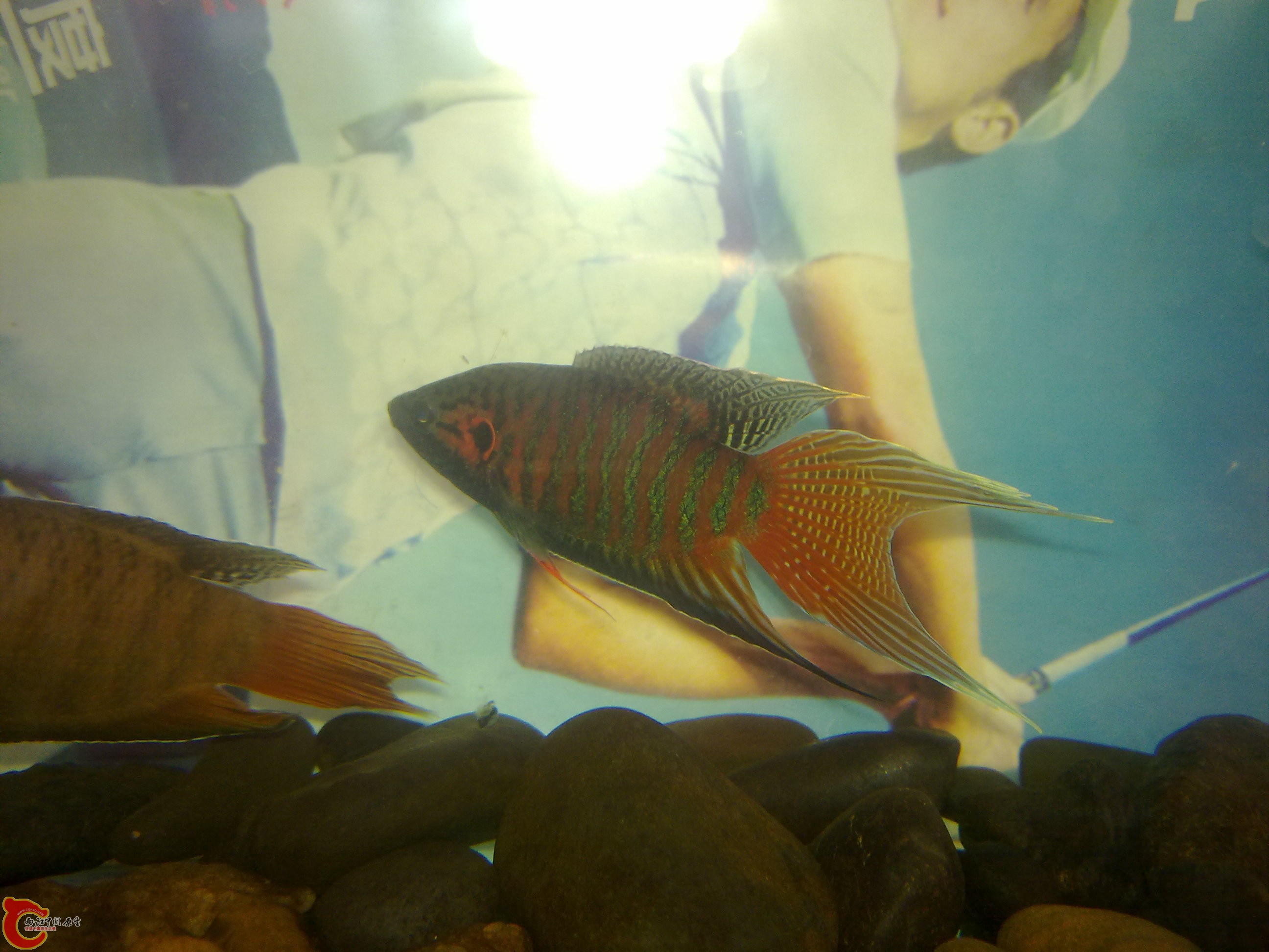 20110521404.jpg