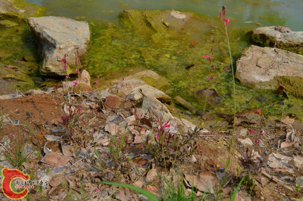 conew_201105202240.jpg