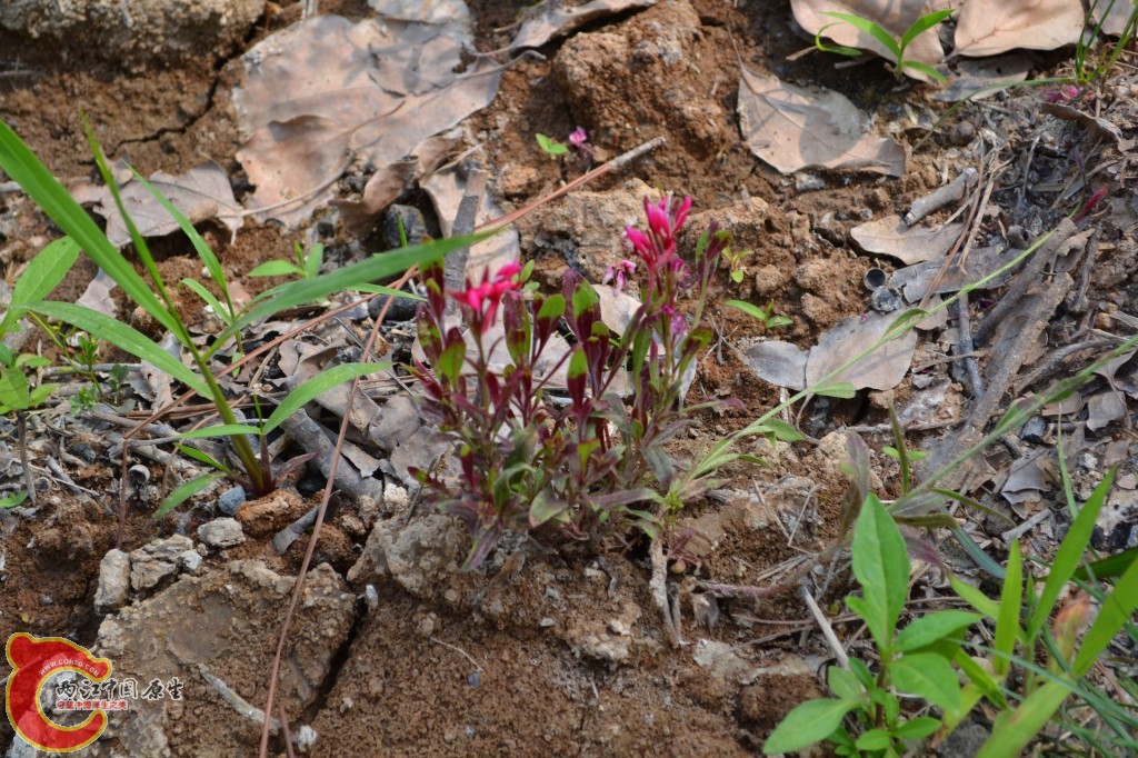 conew_201105202241.jpg