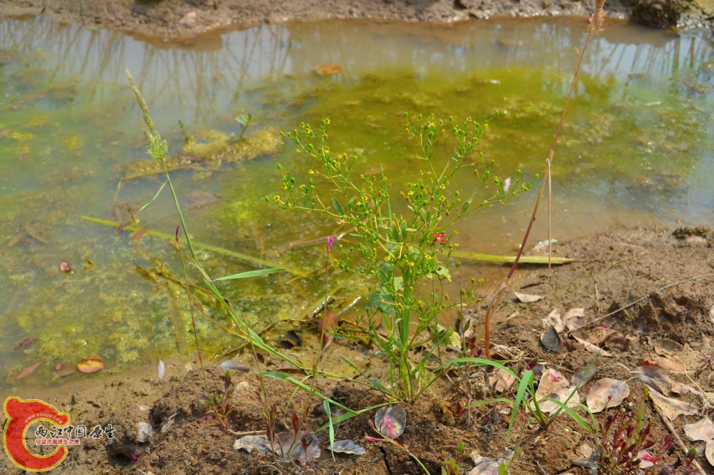 conew_201105202243.jpg