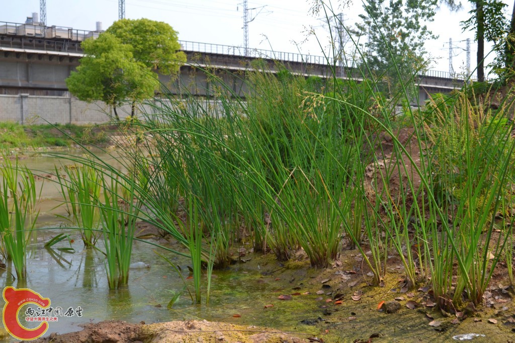 conew_201105202244.jpg