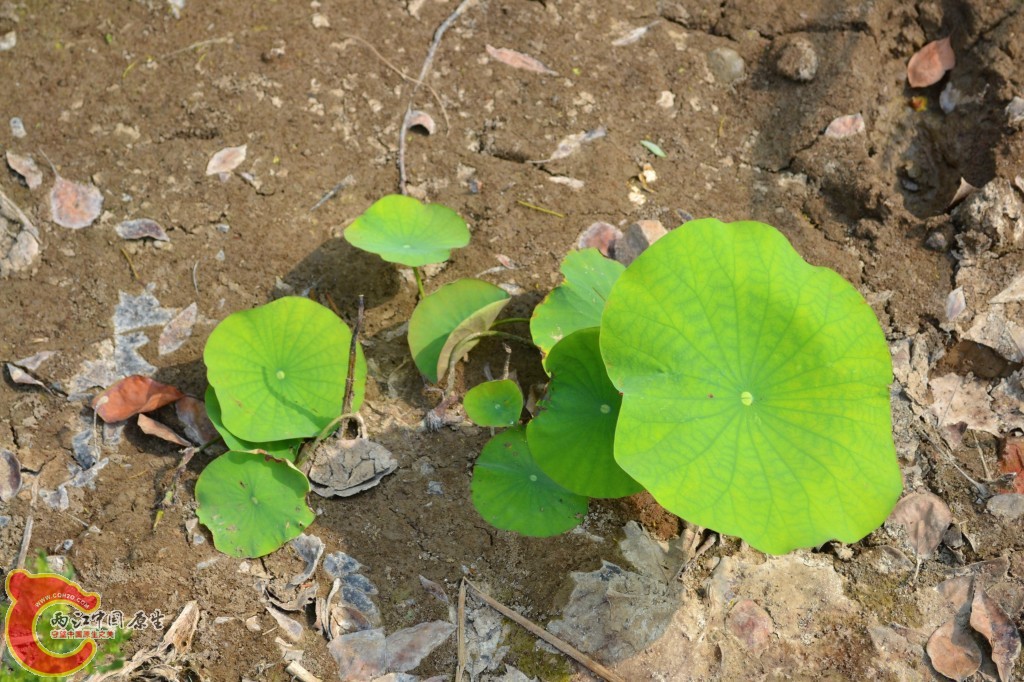 conew_201105202245.jpg